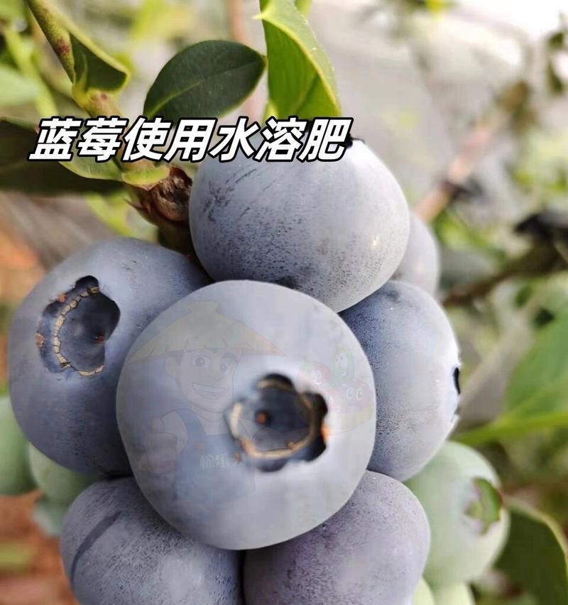 自制蓝莓肥料的方法是什么？如何用水自制肥料？