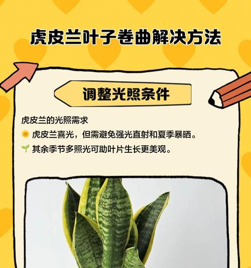 虎兰叶子发黄如何处理？