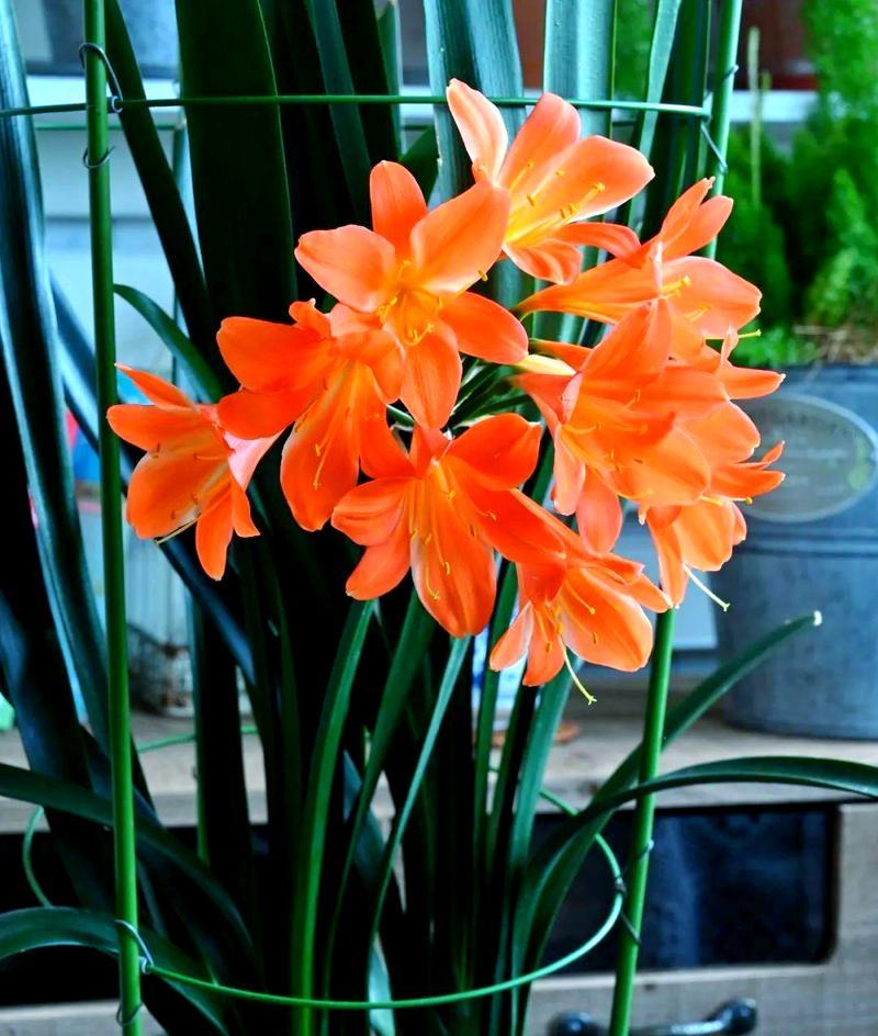 君子兰出侧芽的秘诀是什么？