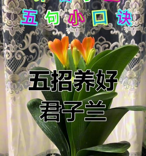 君子兰出侧芽的秘诀是什么？