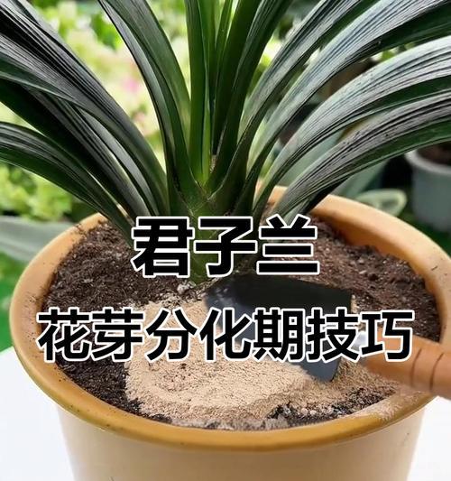 君子兰出侧芽的秘诀是什么？