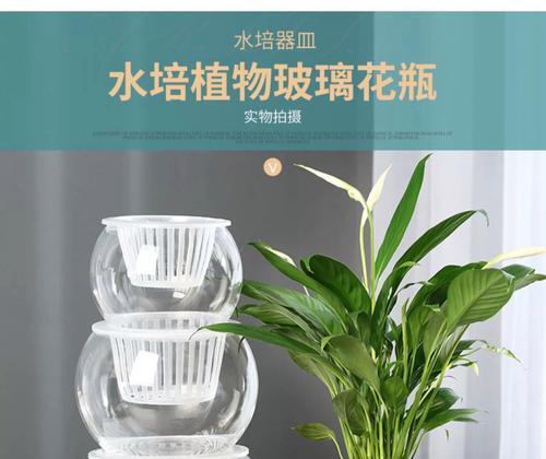 水瓶内适合种植哪些观赏植物？