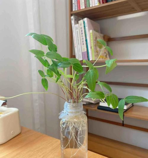水瓶内适合种植哪些观赏植物？