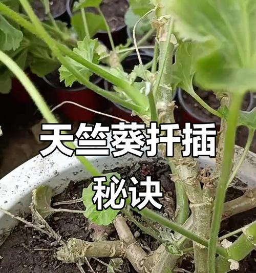扦插天竺葵快速生长的秘诀是什么？