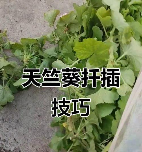 扦插天竺葵快速生长的秘诀是什么？