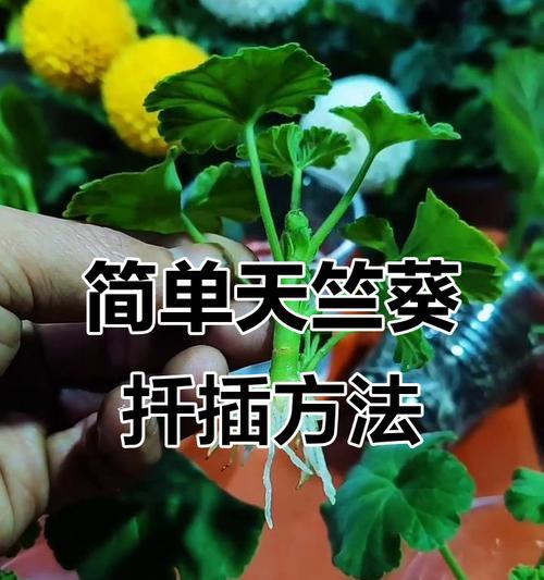 扦插天竺葵快速生长的秘诀是什么？
