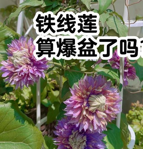 铁线莲的真假怎么分辨？识别技巧是什么？