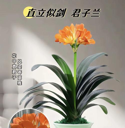 君子兰怎么才能快速长？有哪些有效的养护技巧？