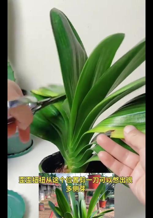 君子兰怎么才能快速长？有哪些有效的养护技巧？