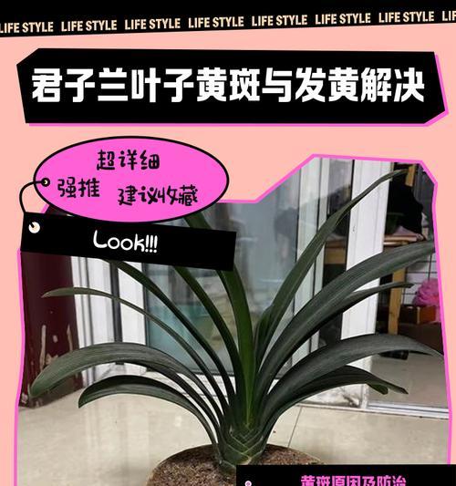 君子兰叶片发黄是什么原因？