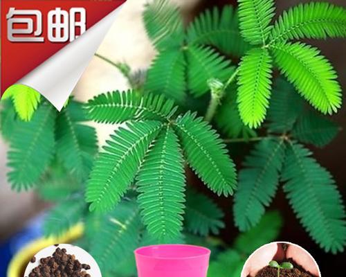 如何区分木本植物和种子植物？有哪些判断标准？