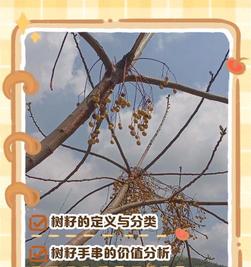 如何区分木本植物和种子植物？有哪些判断标准？