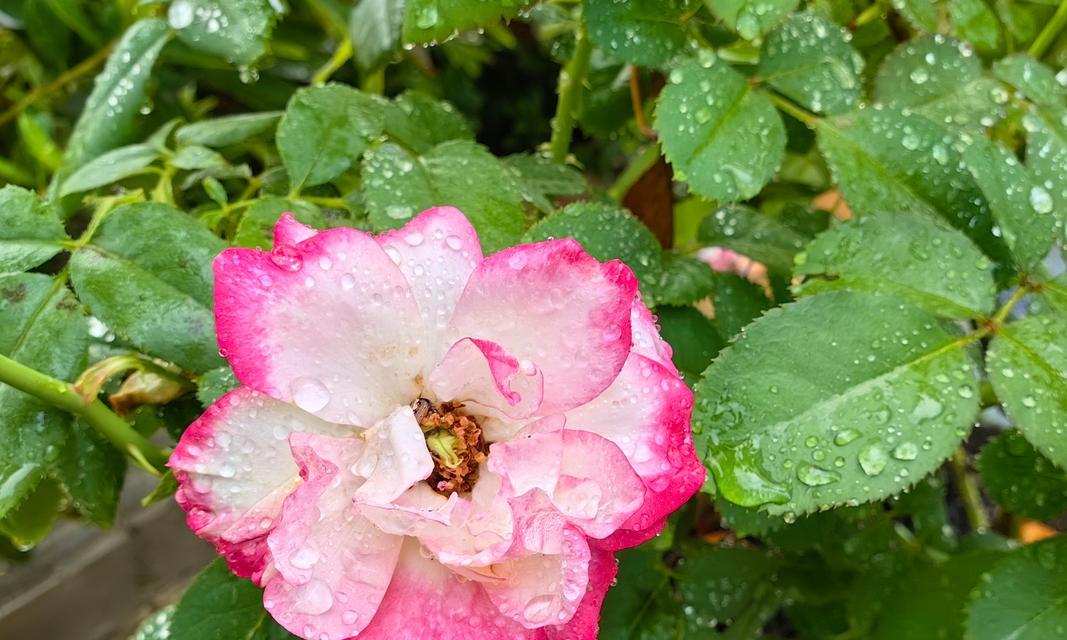 怎么形容雨后月季美丽？有哪些形容词和句子？