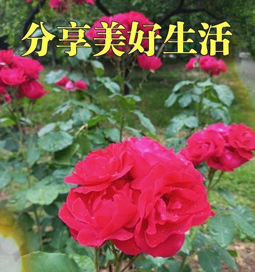 怎么形容雨后月季美丽？有哪些形容词和句子？