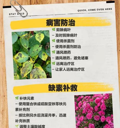 月季半边叶黄是什么原因？如何解决？