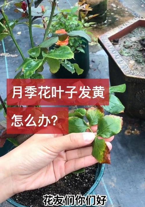 月季半边叶黄是什么原因？如何解决？