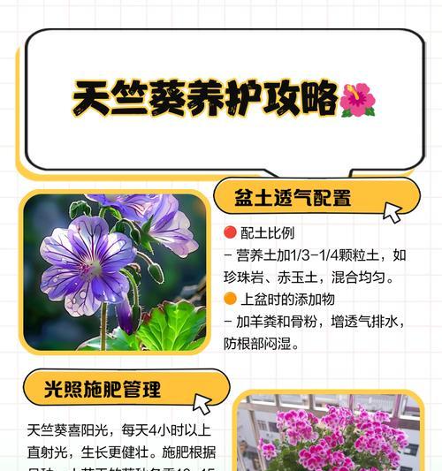 大花重瓣天竺葵王子的养殖技巧有哪些？