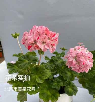 大花重瓣天竺葵王子的养殖技巧有哪些？
