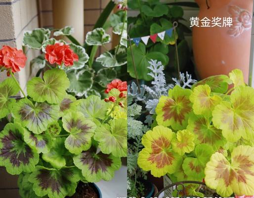 大花重瓣天竺葵王子的养殖技巧有哪些？