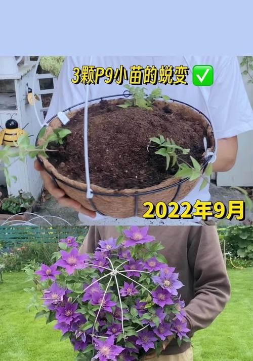 小院种植铁线莲的步骤和注意事项是什么？
