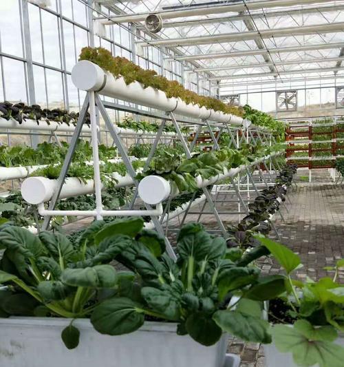 白芷无土栽培的关键技术是什么？