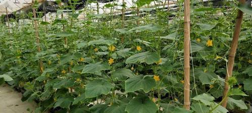 白芷无土栽培的关键技术是什么？
