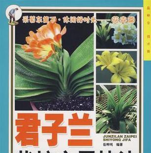 君子兰东北地栽怎么养？东北地区君子兰的栽培技巧分享！