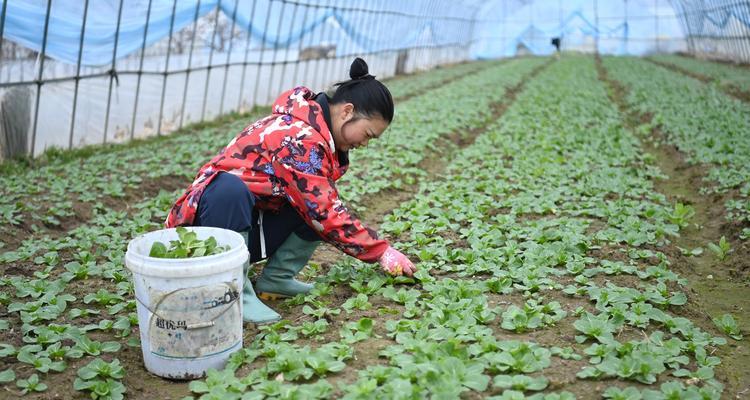 育秧苗的最佳播种时间是什么时候？播种后如何管理？