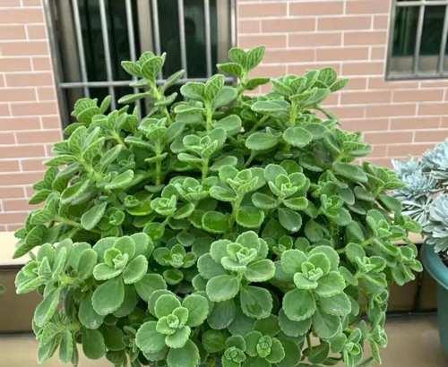 室内种植哪些香草植物最合适？