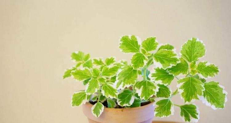 室内种植哪些香草植物最合适？