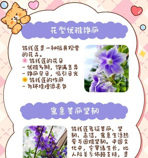 铁线莲重瓣颜值如何判断？如何鉴别？