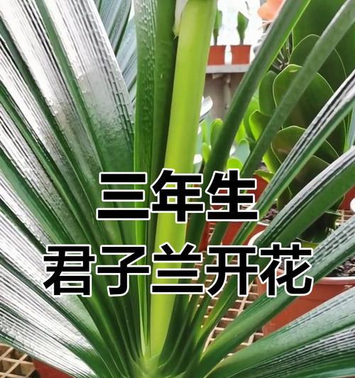 君子兰如何才能开花？君子兰的养殖技巧和注意事项是什么？