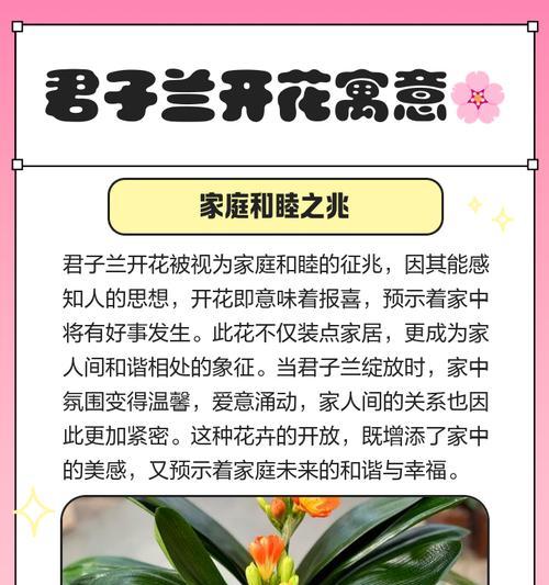 君子兰如何才能开花？君子兰的养殖技巧和注意事项是什么？