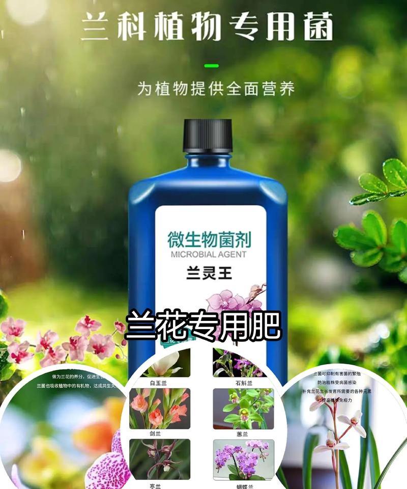 自制兰花草肥料的步骤是什么？