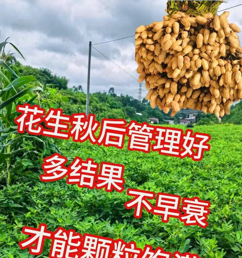 江西地区花生的最佳播种时间是什么时候？