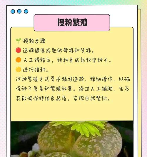 生石花种子的最佳播种时间是什么时候？