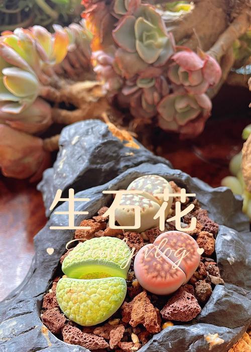 生石花种子的最佳播种时间是什么时候？