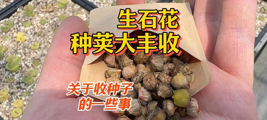 生石花种子的最佳播种时间是什么时候？