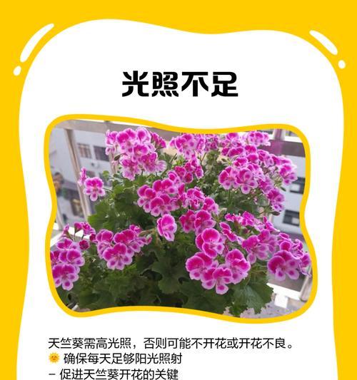 天竺葵固定架怎么用？如何正确使用天竺葵固定架？