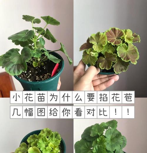 天竺葵固定架怎么用？如何正确使用天竺葵固定架？