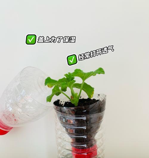 天竺葵固定架怎么用？如何正确使用天竺葵固定架？