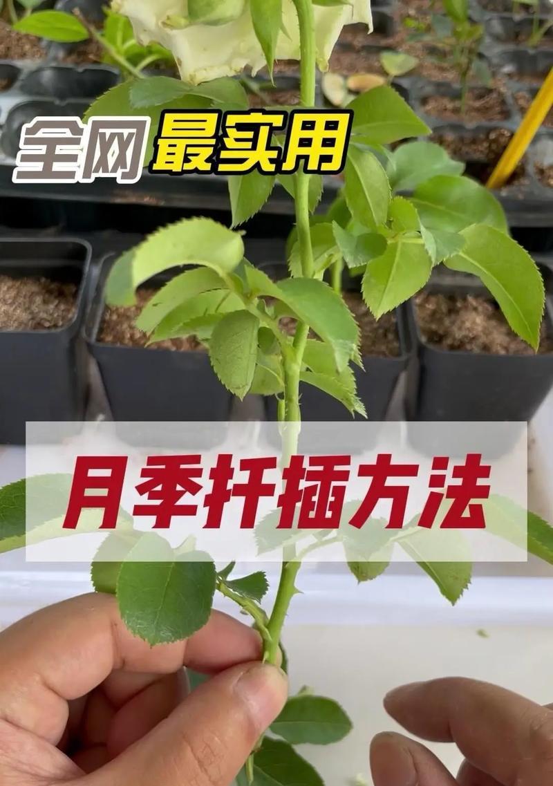 月季盆栽的正确种植方法是什么？