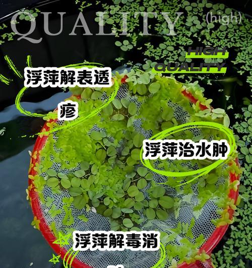 自制浮萍种子肥料的方法是什么？