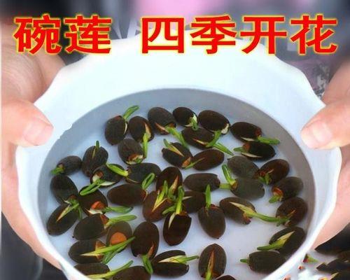 自制浮萍种子肥料的方法是什么？