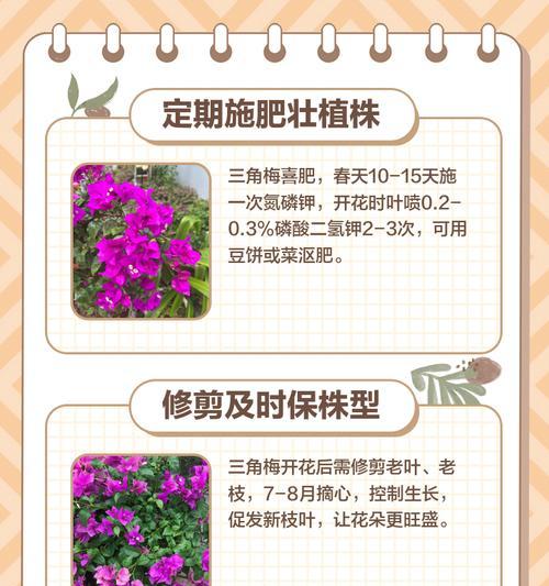 绿鹰三角梅苗养护方法是什么？