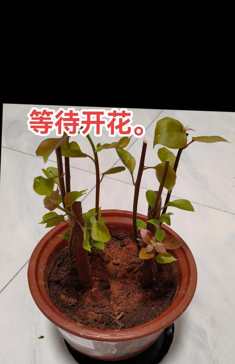 绿鹰三角梅苗养护方法是什么？