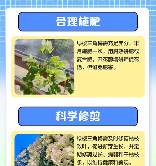 绿鹰三角梅苗养护方法是什么？
