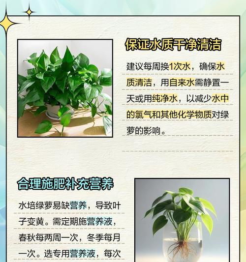 水培玉绿萝叶子发黄的原因是什么？