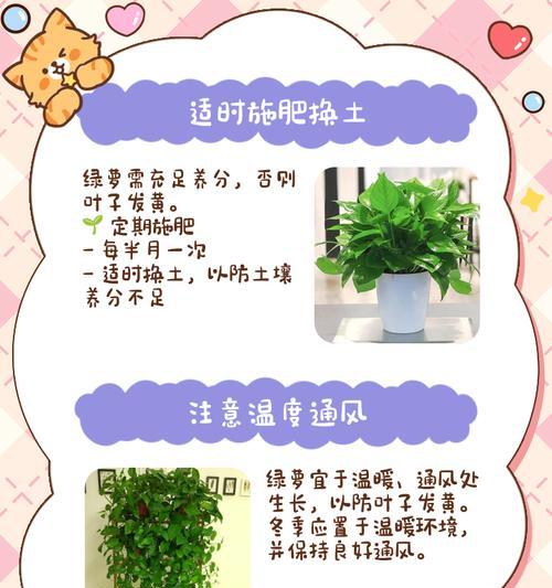 水培玉绿萝叶子发黄的原因是什么？