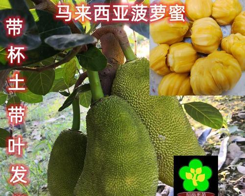 菠萝蜜叶子发黄的可能原因是什么？